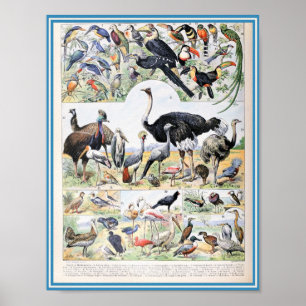 Poster Illustration d'oiseaux vintages
