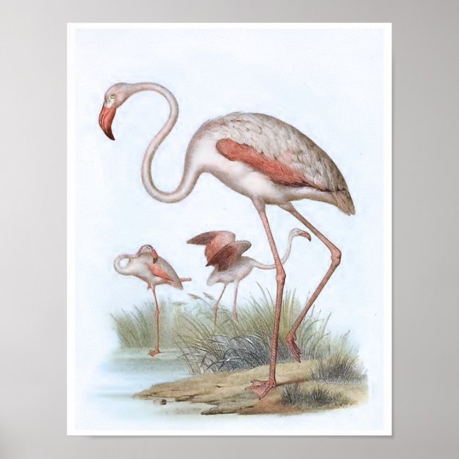 Poster Illustration d'oiseaux Vintages Flamant rose (Devant)