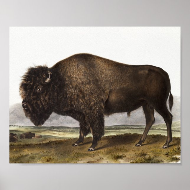 Poster Illustration du bison américain (Bos Americanus) (Devant)