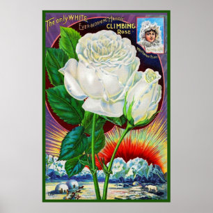 Poster Illustration du catalogue rose des années 1890 Ros