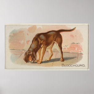 Poster Illustration du chien de garde Vintage (1890)