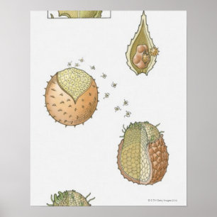 Poster Illustration du cycle de vie d'une Selaginella