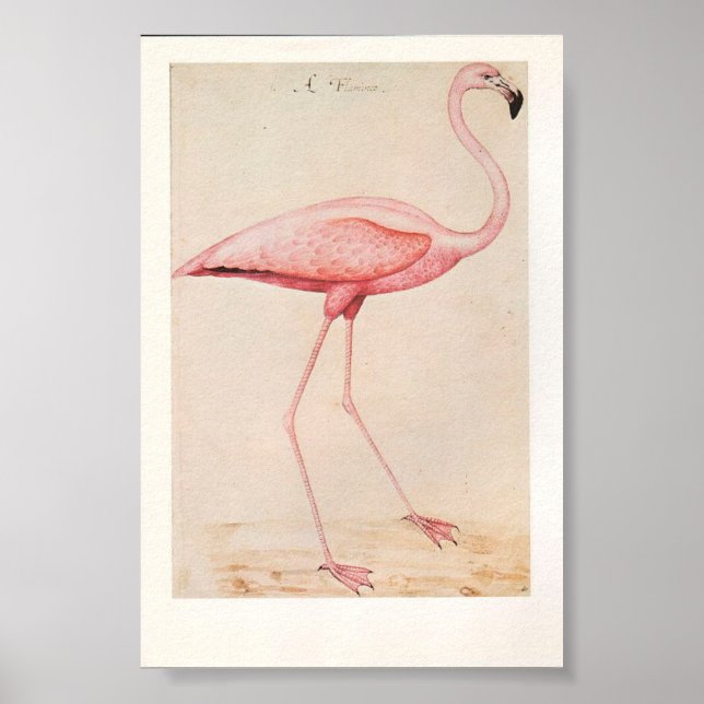 Poster Illustration du Flamant rose vintage (Devant)