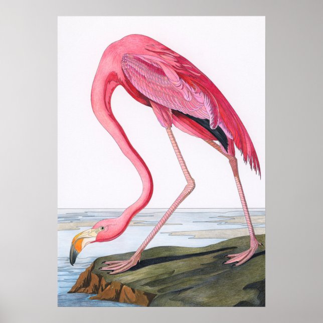 Poster Illustration du Flamant rose vintage (Devant)