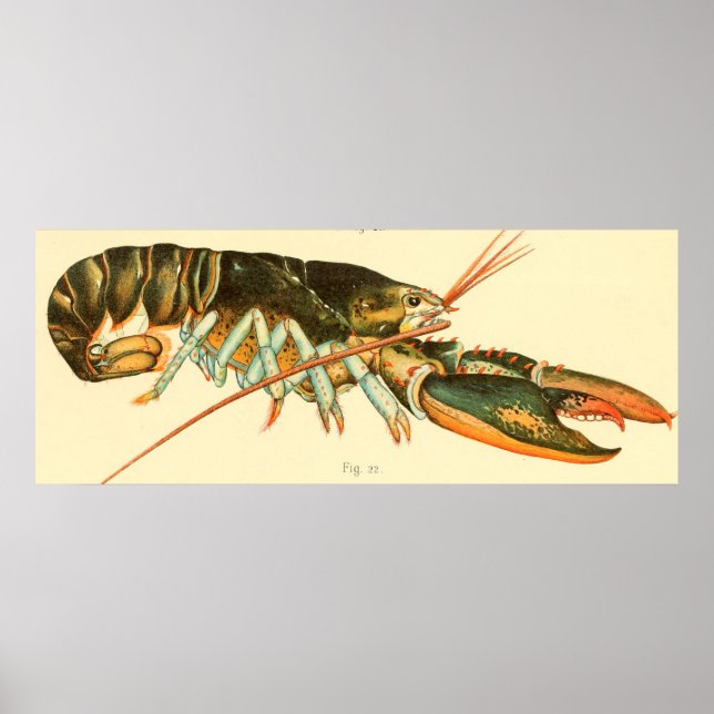 Poster Illustration du homard vintage (1895) (Devant)