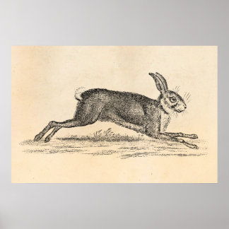 Poster Illustration du lapin lapin lièvre vintage des ann
