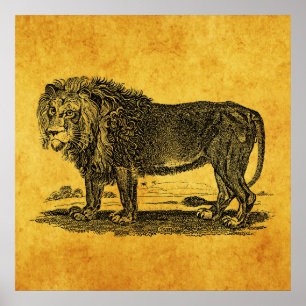 Poster Illustration du lion vintage - Animal africain des