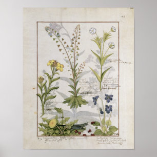 Poster Illustration du "livre des médecines simples" 2