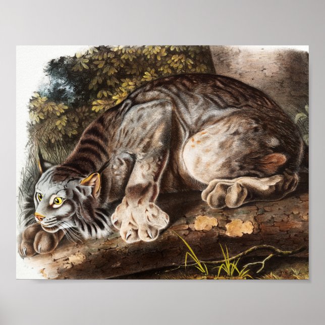 Poster Illustration du Lynx du Canada (Lynx Canadensis) (Devant)