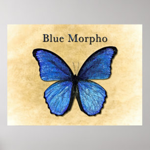 Poster Illustration du morpho bleu