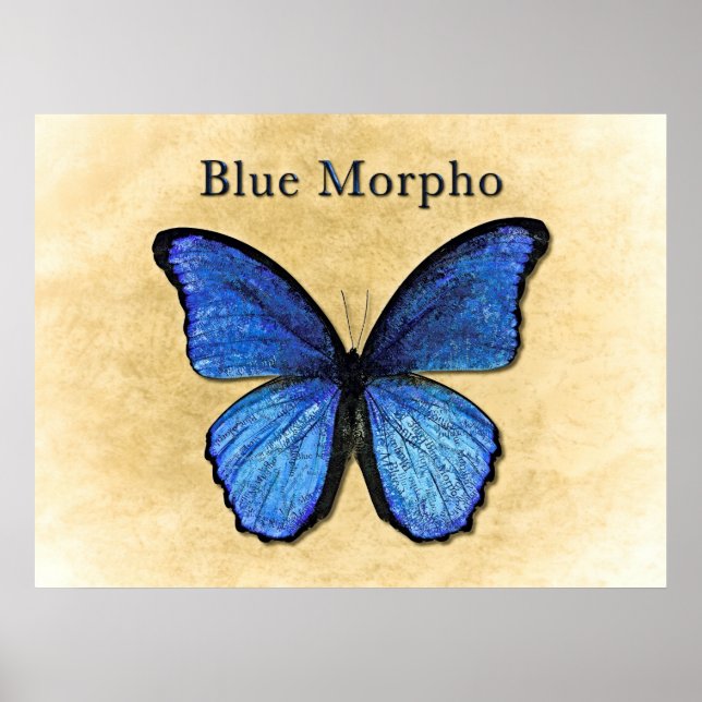 Poster Illustration du morpho bleu (Devant)