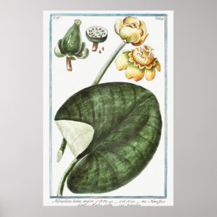 Poster Illustration du Nénuphar vintage