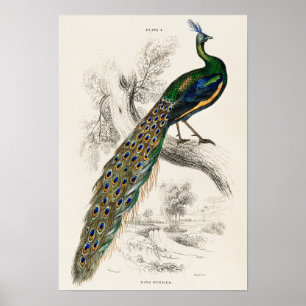 Poster Illustration du paquetage Vintage