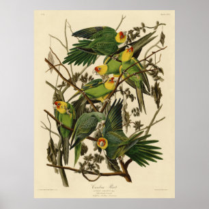 Poster Illustration du perroquet de Caroline d'Audubon