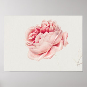 Poster Illustration du Rose vintage