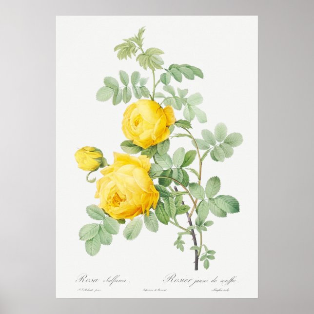 Poster Illustration du Rose vintage (Devant)