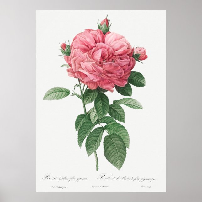 Poster Illustration du Rose vintage (Devant)