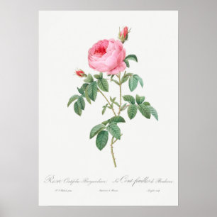 Poster Illustration du Rose vintage