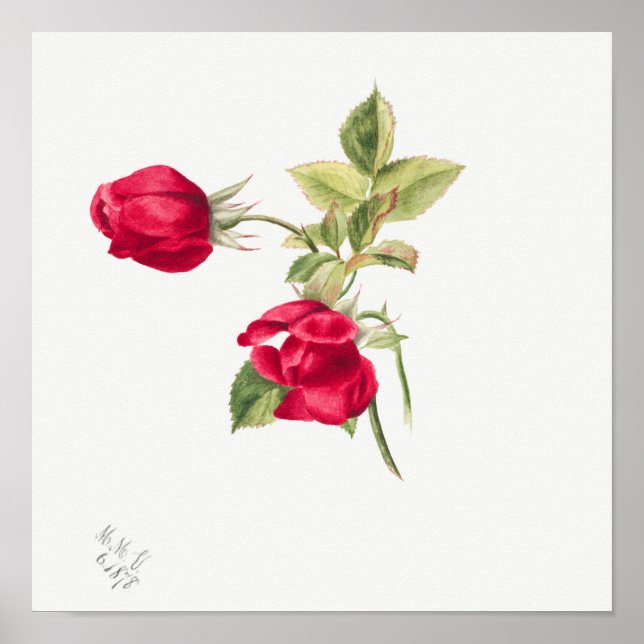 Poster Illustration du Rose vintage (Devant)