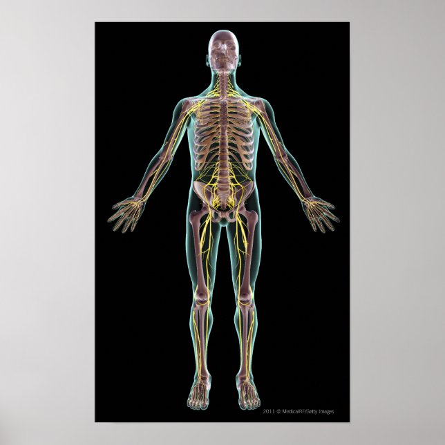 Poster Illustration du système nerveux (Devant)