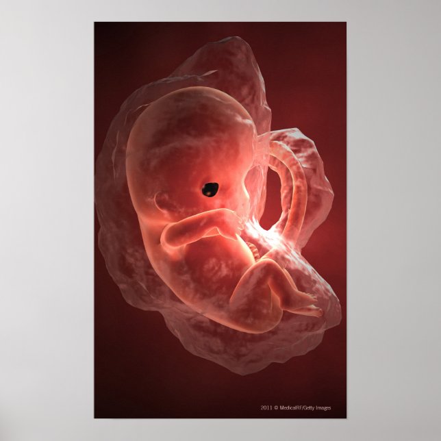 Poster Illustration d'un embryon en développement (Devant)