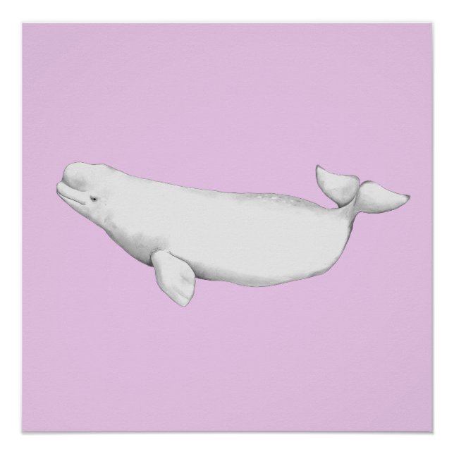 Poster Illustration d'un livre de baleines béluga très él (Devant)