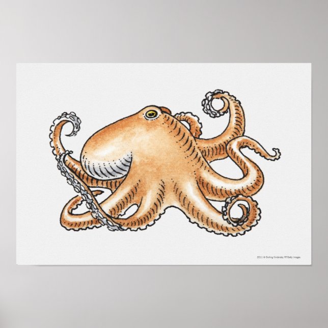Poster Illustration d'une pieuvre (Devant)