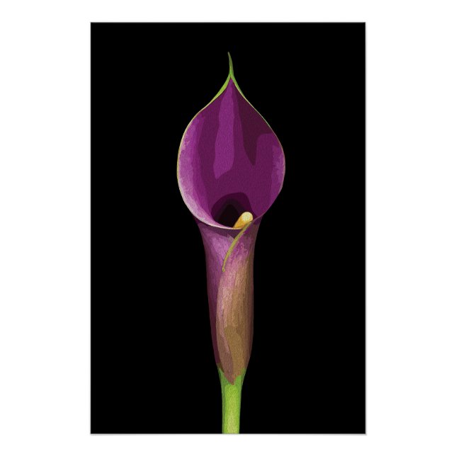 Poster Illustration élégante de Calla Lily violet (Devant)