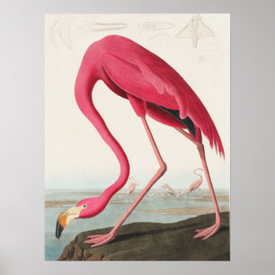 Poster Illustration Flamant rose rose