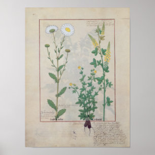 Poster Illustration from 'The Book of Simple