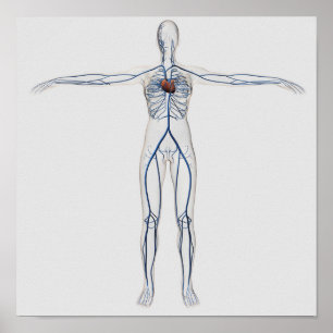 Poster Illustration Médicale : Appareil circulatoire