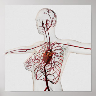 Poster Illustration Médicale d'appareil circulatoire