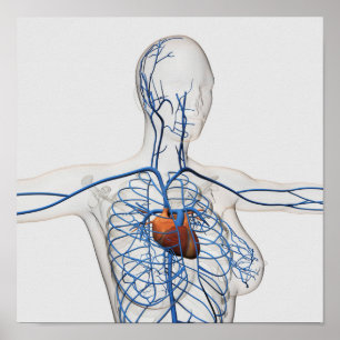 Poster Illustration Médicale d'appareil circulatoire