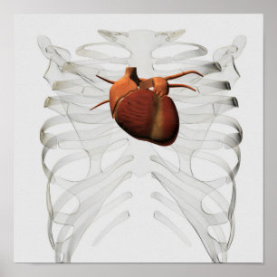 Poster Illustration Médicale de coeur et de cage