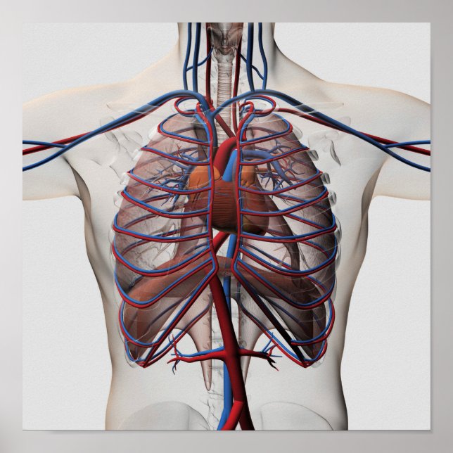 Poster Illustration Médicale De La Poitrine Masculine (Devant)