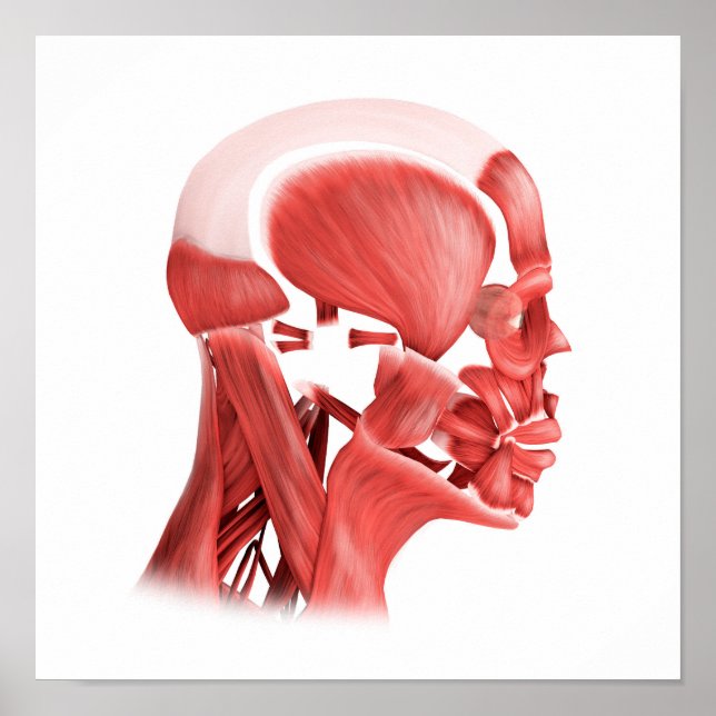 Poster Illustration Médicale Des Muscles Faciaux Hommes 2 (Devant)