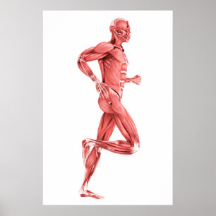 Poster Illustration Médicale Des Muscles Hommes Courant 2