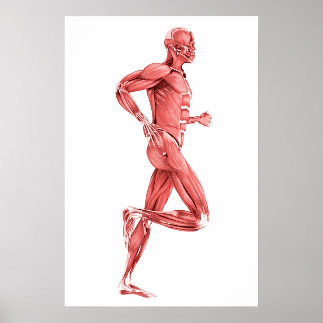 Poster Illustration Médicale Des Muscles Hommes Courant 2 (Devant)