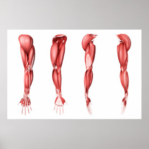 Poster Illustration Médicale des muscles humains de bras