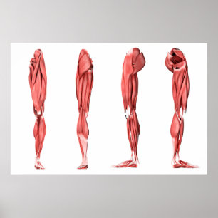 Poster Illustration Médicale des muscles humains de jambe