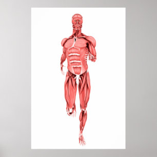 Poster Illustration Médicale Des Muscles Masculins Couran