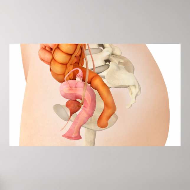 Poster Illustration Médicale Des Organes Génitaux Féminin (Devant)