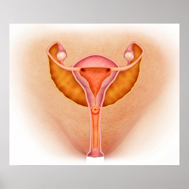 Poster Illustration Médicale Des Organes Génitaux Féminin (Devant)