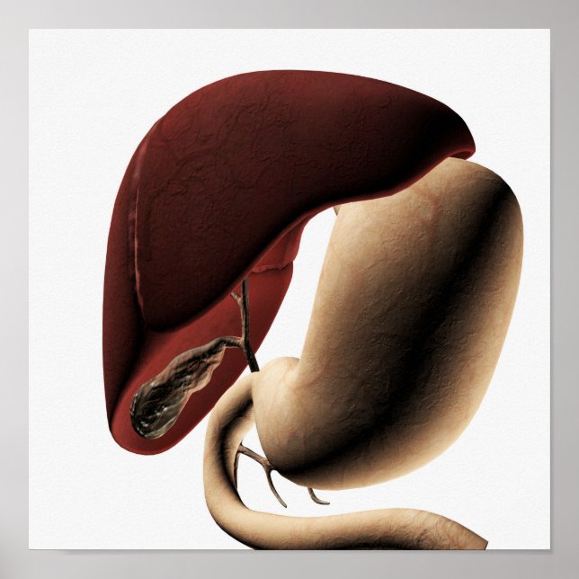 Poster Illustration Médicale Du Foie Et De L'Estomac (Devant)