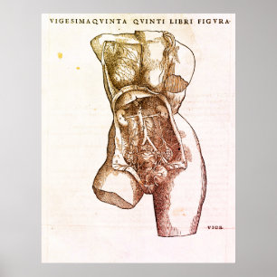 Poster Illustration Médicale du système de reproduction f