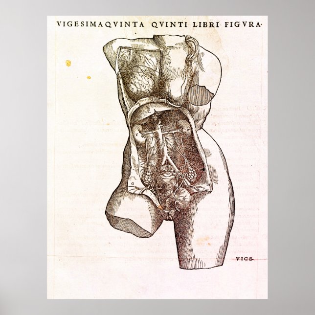 Poster Illustration Médicale du système de reproduction f (Devant)