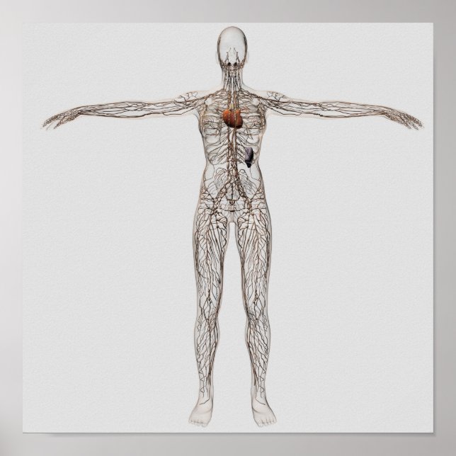 Poster Illustration Médicale Du Système Lymphatique Fémin (Devant)