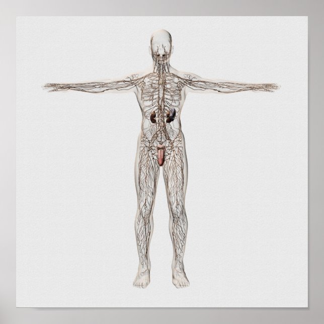 Poster Illustration Médicale Du Système Lymphatique Homme (Devant)
