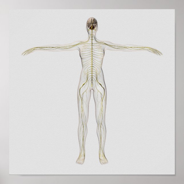 Poster Illustration Médicale Du Système Nerveux Humain (Devant)
