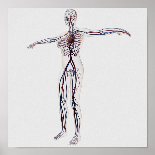 Poster Illustration Médicale : Système circulatoire fémin (Devant)